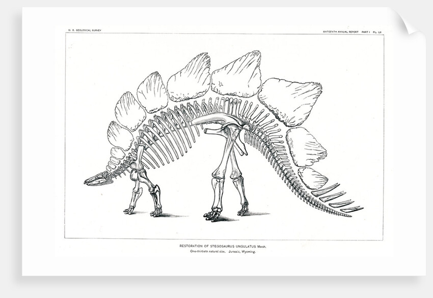 ‘Stegosaurus ungulatus’ by Unknown
